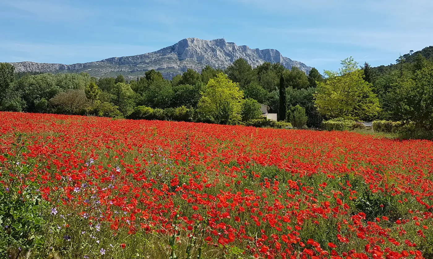 La montagne Sainte-Victoire dominant un champ de coquelicots au printemps, près d'Aix-en-Provence