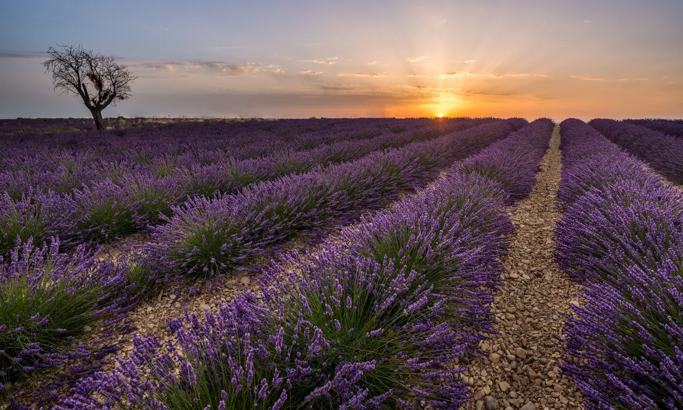 Rangées de lavande en fleur au coucher du soleil sur le plateau de Valensole, arbre isolé à gauche
