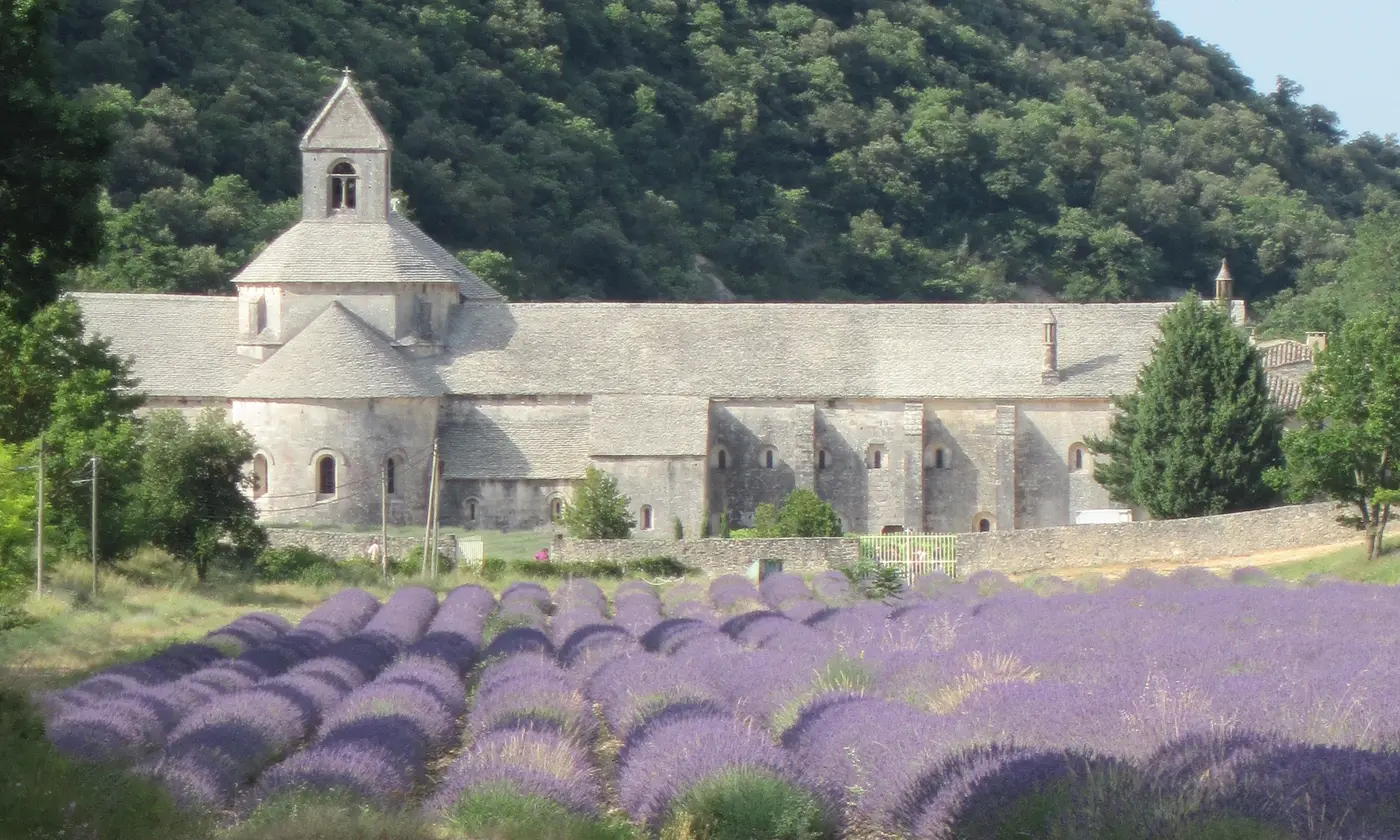 L'abbaye Notre-Dame de Sénanque et ses rangées de lavande en fleur, colline boisée en arrière-plan