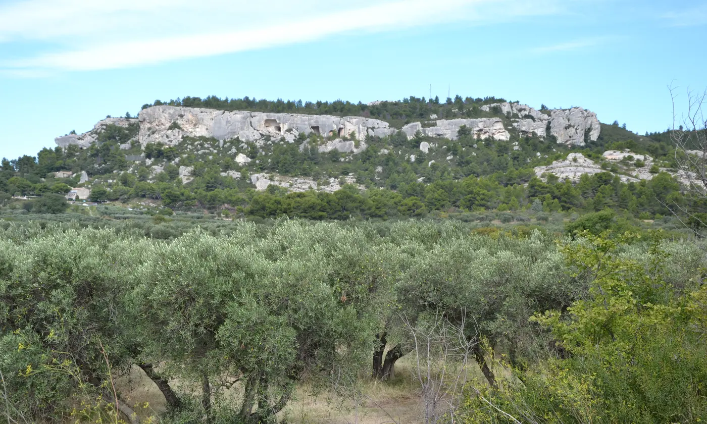 Oliveraie aux feuillages argentés au pied des falaises calcaires des Alpilles, près des Baux-de-Provence