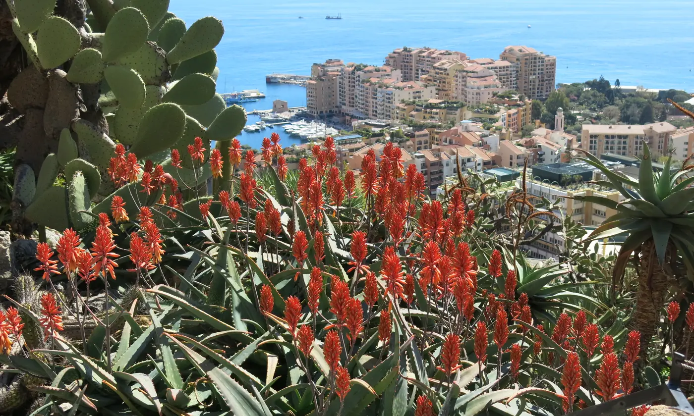 Aloès en fleurs et cactus du Jardin exotique dominant le port de Fontvieille et la Méditerranée, Monaco