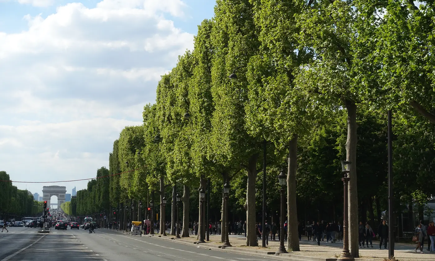L’avenue des Champs-Élysées bordée de platanes avec l’Arc de Triomphe en perspective, Paris